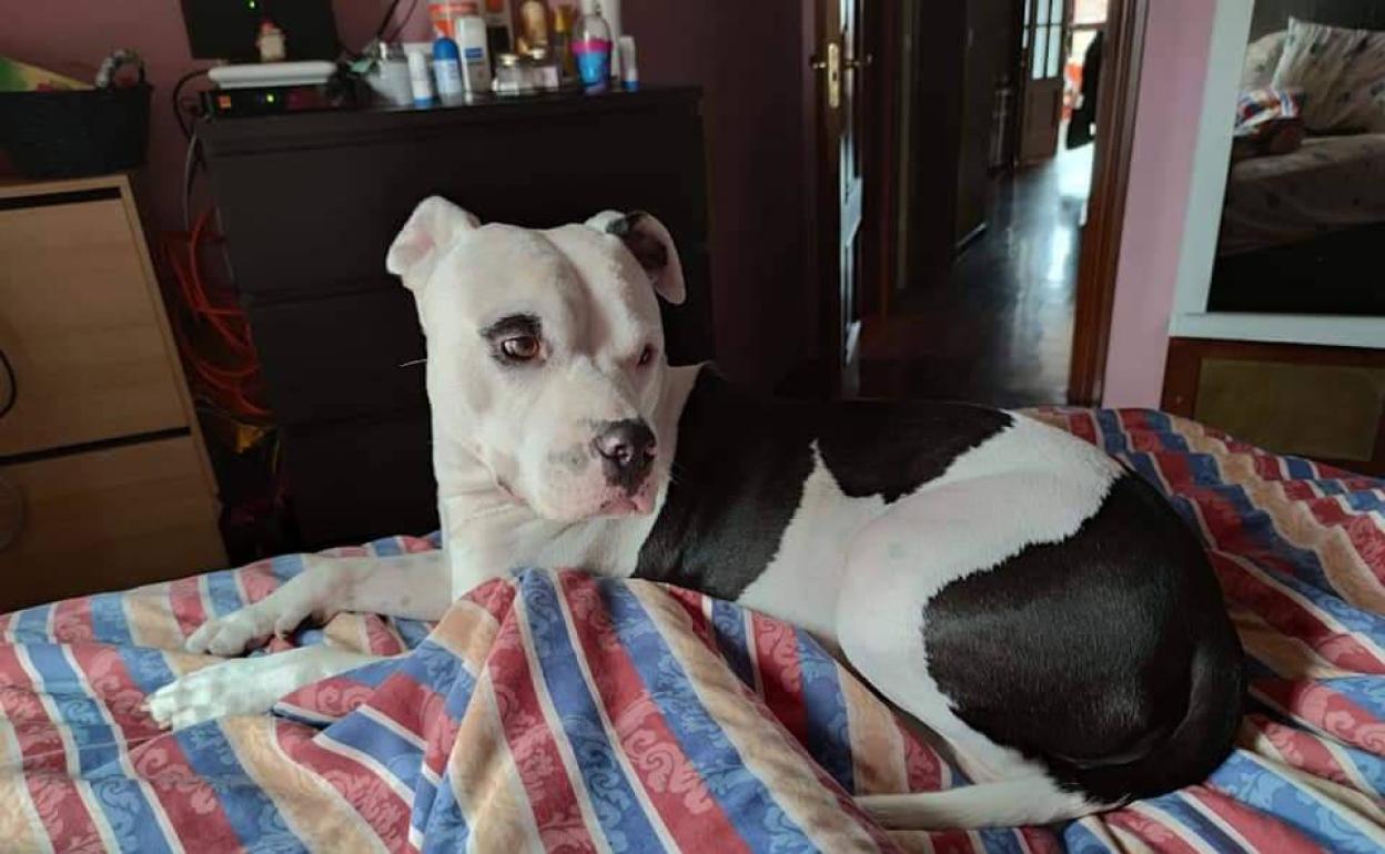 Buscan a Atenea, una perra desaparecida en Nuevo Gijón