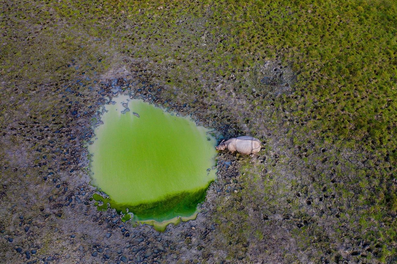 Con la llegada de la estación seca, a medida que escasea la hierba y se secan las fuentes de agua, los rinocerontes indios buscan nuevos terrenos de pastoreo donde pastar y beber cerca.