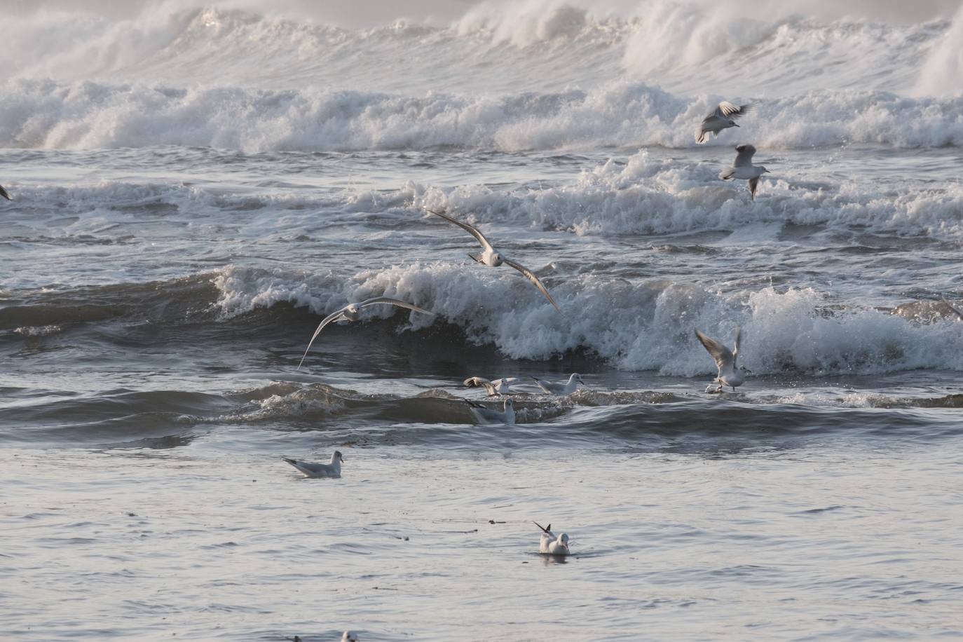 El fuerte oleaje registrado este jueves en Asturias levantó mucha expectación. Muchos curiosos se acercaron hasta la costa para comprobar olas de hasta siete metros. En algunos lugares del Principado llegaron a provocar daños en embarcaciones