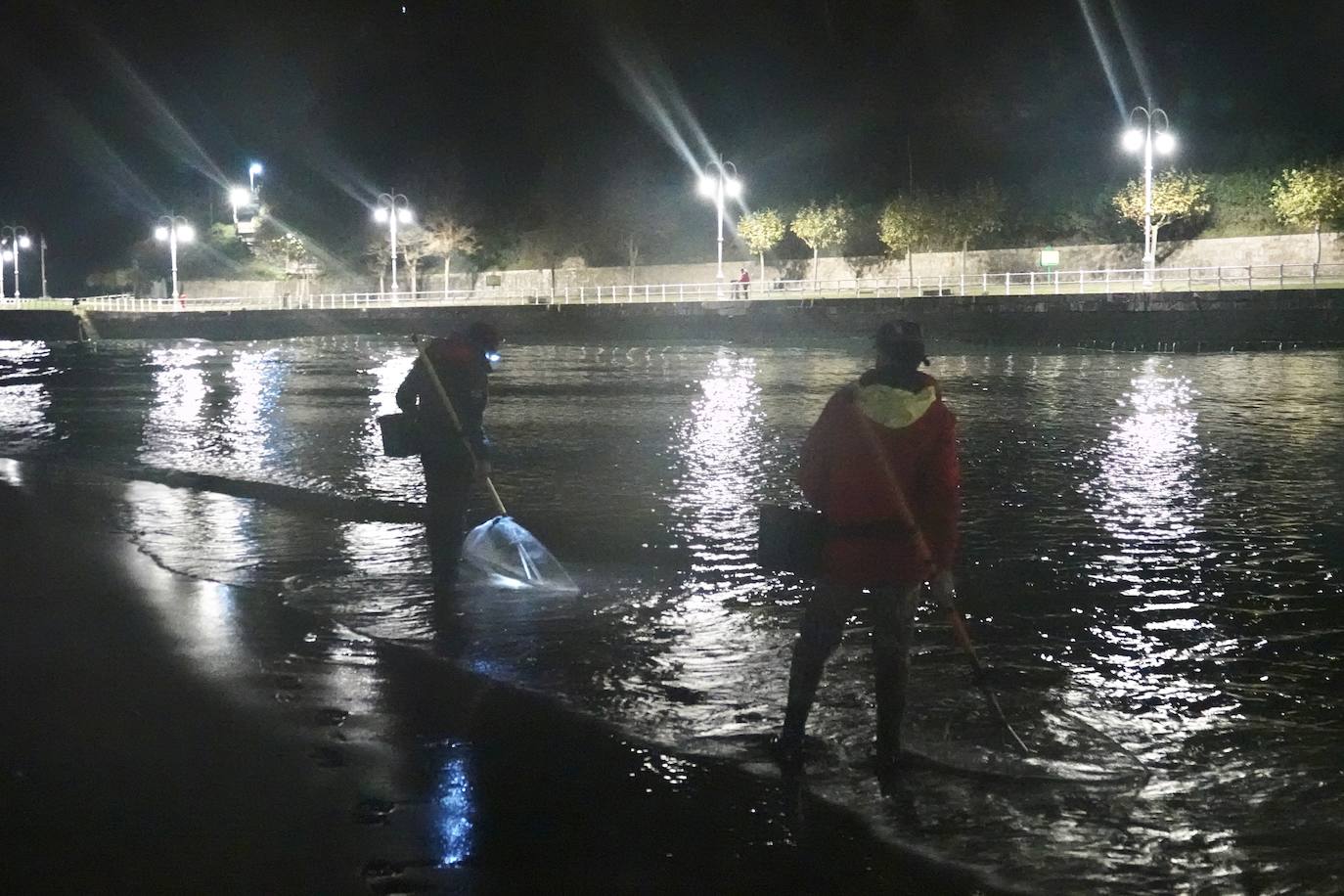 Este domingo dio comienzo la campaña de angula en Ribadesella. En el sector hay mucha preocupación por los bajos precios que puede alcanzar ante las continuas amenazas de confinamiento y la situación de la hostelería.