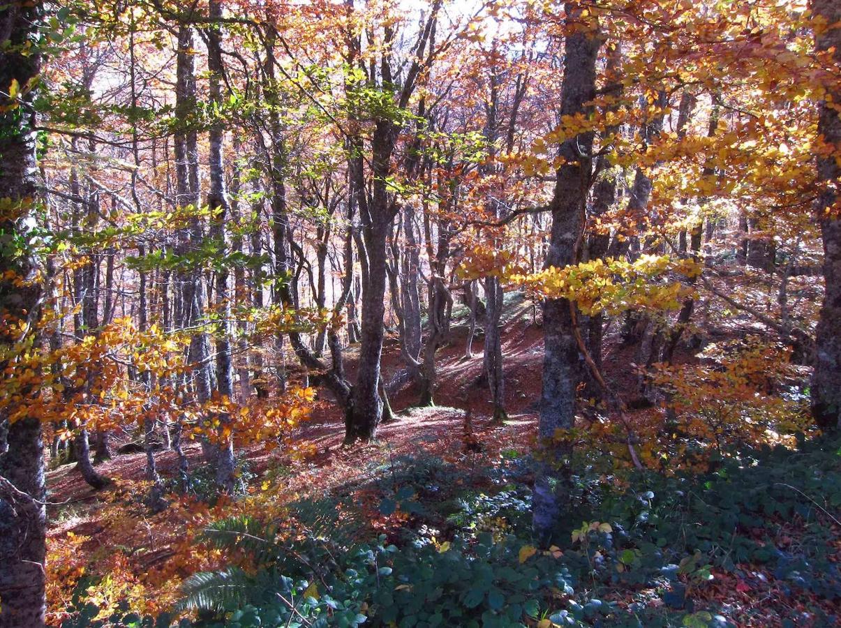 Fotos: Paseo otoñal hasta los corros de la Braña de las Cadenas