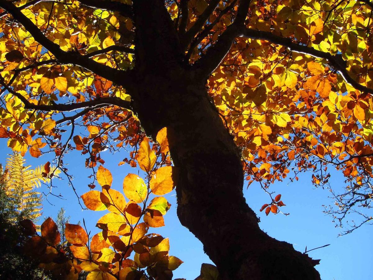 Fotos: Paseo otoñal hasta los corros de la Braña de las Cadenas