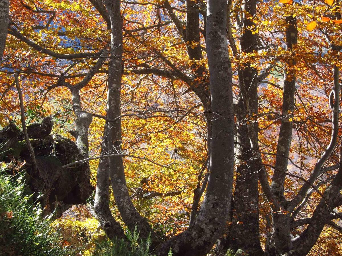 Fotos: Paseo otoñal hasta los corros de la Braña de las Cadenas