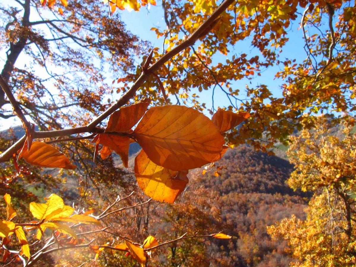 Fotos: Paseo otoñal hasta los corros de la Braña de las Cadenas
