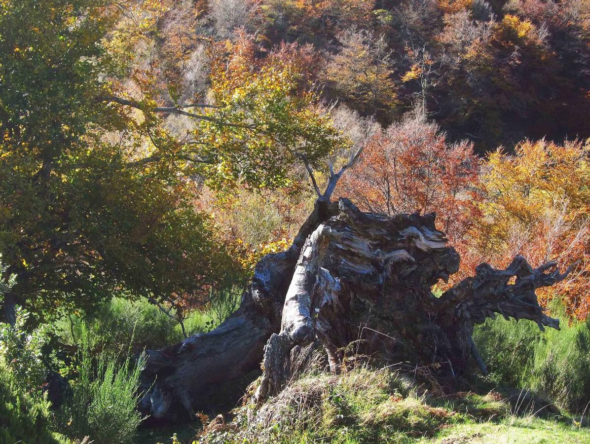 Fotos: Paseo otoñal hasta los corros de la Braña de las Cadenas