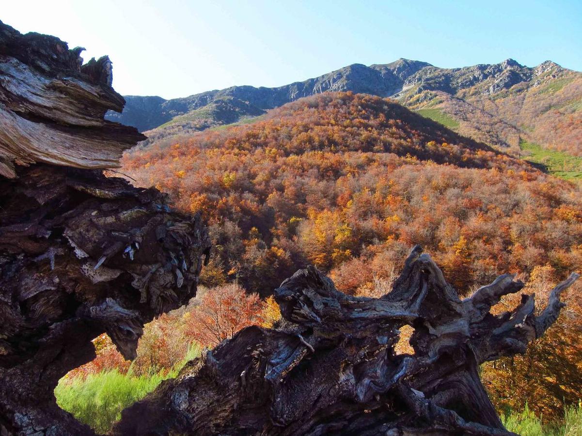 Fotos: Paseo otoñal hasta los corros de la Braña de las Cadenas