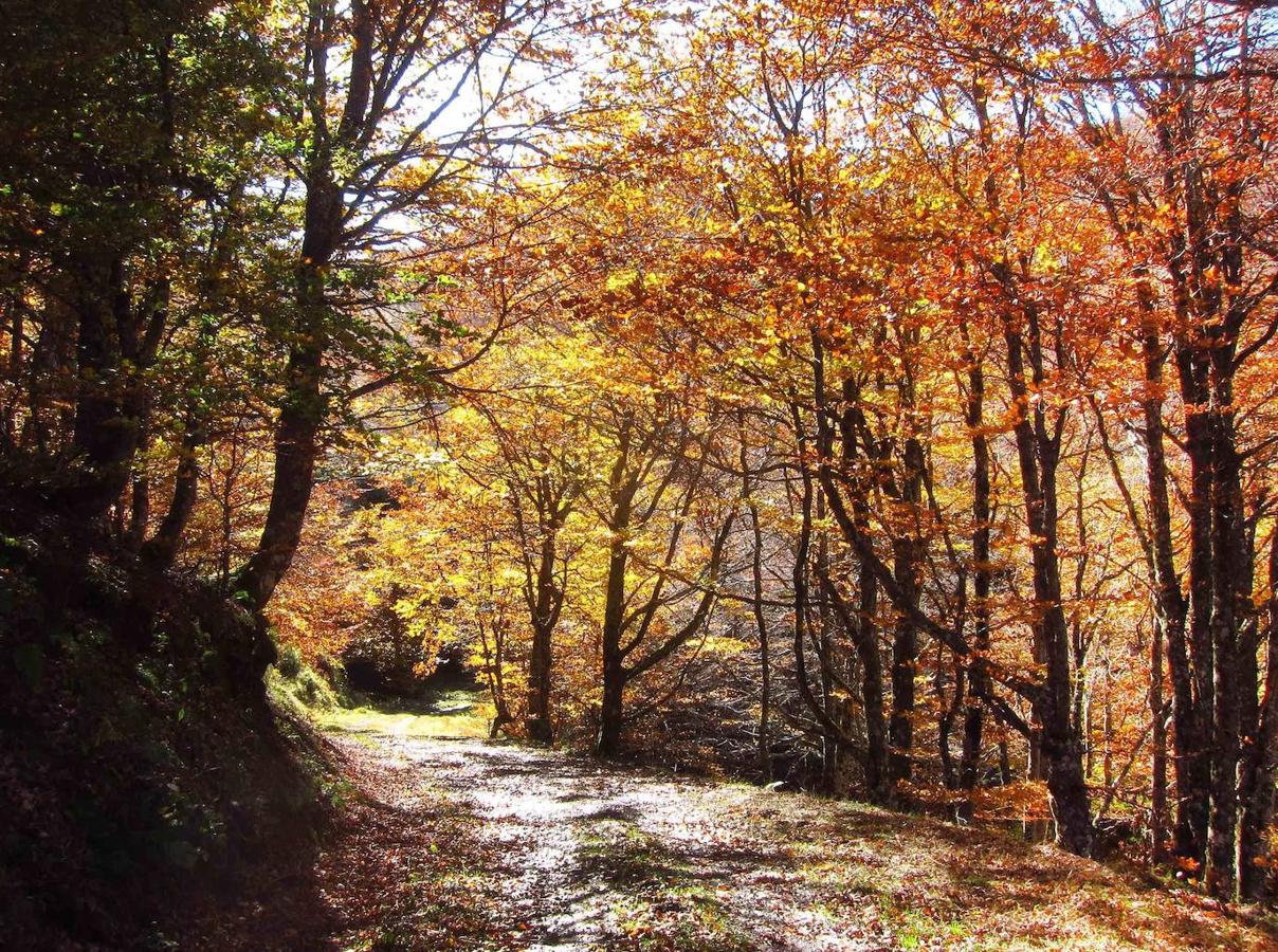 Fotos: Paseo otoñal hasta los corros de la Braña de las Cadenas