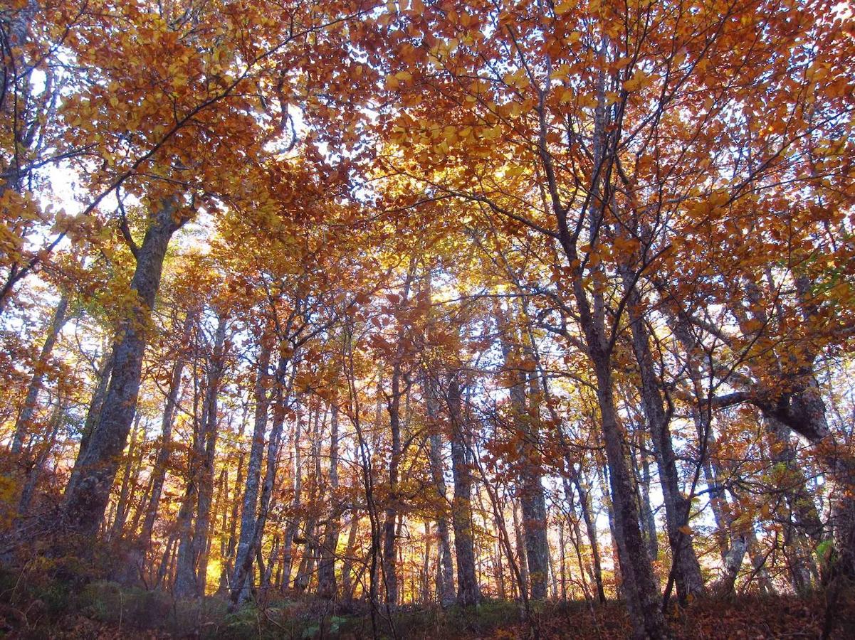 Fotos: Paseo otoñal hasta los corros de la Braña de las Cadenas