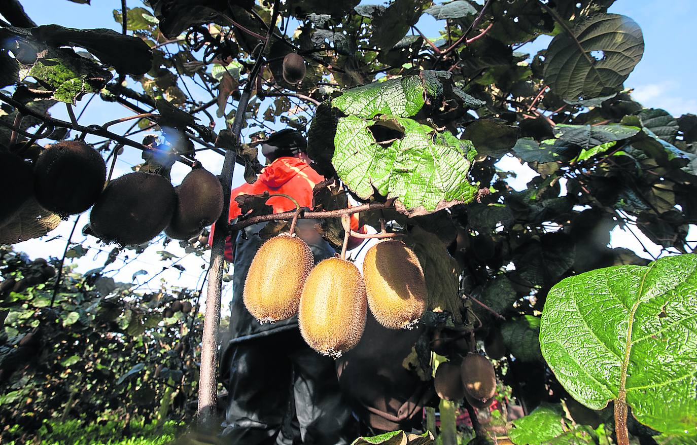 La recogida de kiwi comenzará en apenas una semana, extendiéndose durante todo el mes de noviembre.