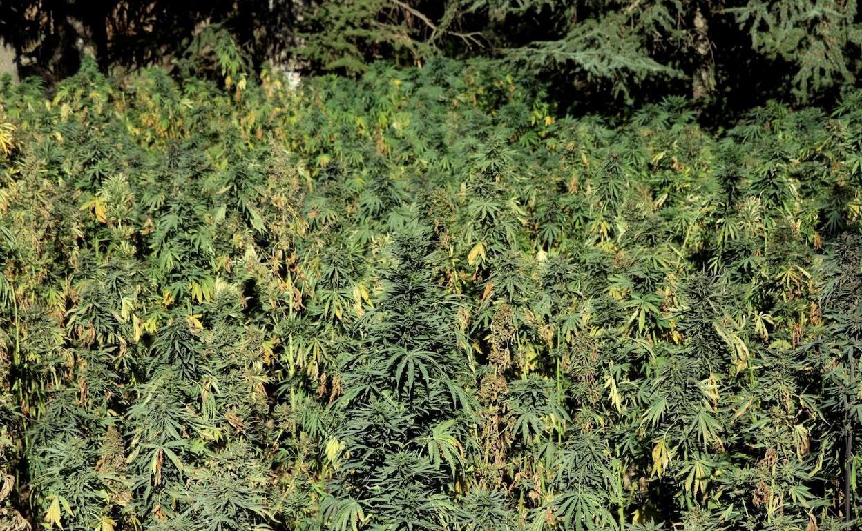 Un vecino de Llanera utilizaba su establecimiento de venta de semillas, abono y tierra para cultivo de marihuana para la distribución de hachís