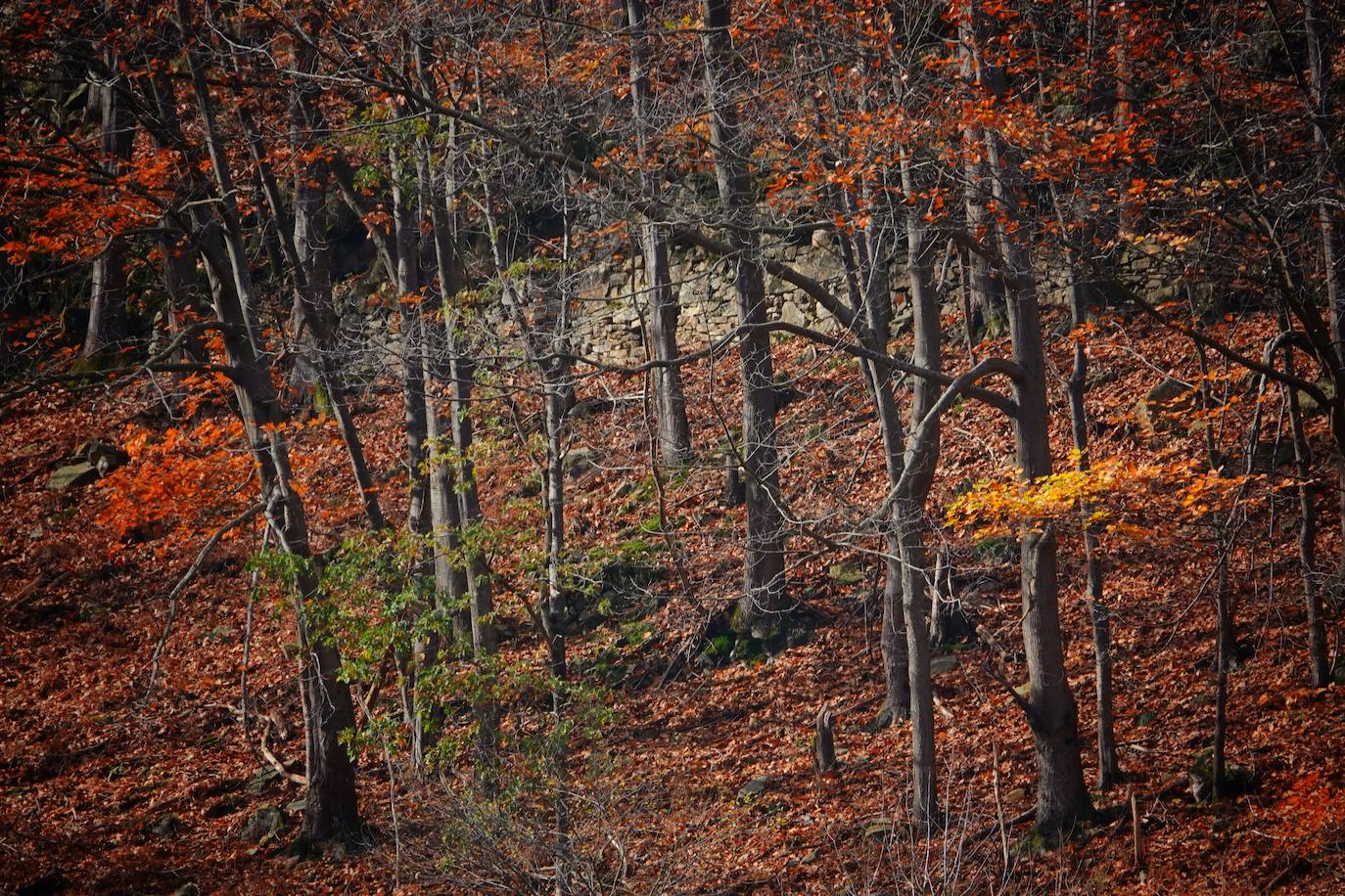 Los colores del otoño, e incluso el blanco de la nieve, ya han teñido los rincones de los Picos de Europa, uno de los lugares más imponentes de Asturias. En este espacio encontraremos las cumbres más altas de la Cordillera Cantábrica como la más emblemática: el Picu Urriellu o Naranjo de Bulnes con sus 2.519 metros de altitud. Un total de 67.127 hectáreas que conforman una de las mejores reservas mundiales de los ecosistemas ligados al bosque atlántico.