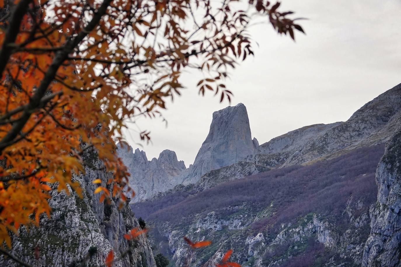 Los colores del otoño, e incluso el blanco de la nieve, ya han teñido los rincones de los Picos de Europa, uno de los lugares más imponentes de Asturias. En este espacio encontraremos las cumbres más altas de la Cordillera Cantábrica como la más emblemática: el Picu Urriellu o Naranjo de Bulnes con sus 2.519 metros de altitud. Un total de 67.127 hectáreas que conforman una de las mejores reservas mundiales de los ecosistemas ligados al bosque atlántico.