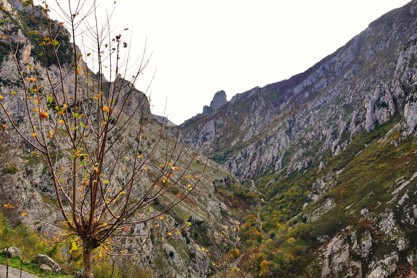 Los colores del otoño, e incluso el blanco de la nieve, ya han teñido los rincones de los Picos de Europa, uno de los lugares más imponentes de Asturias. En este espacio encontraremos las cumbres más altas de la Cordillera Cantábrica como la más emblemática: el Picu Urriellu o Naranjo de Bulnes con sus 2.519 metros de altitud. Un total de 67.127 hectáreas que conforman una de las mejores reservas mundiales de los ecosistemas ligados al bosque atlántico.