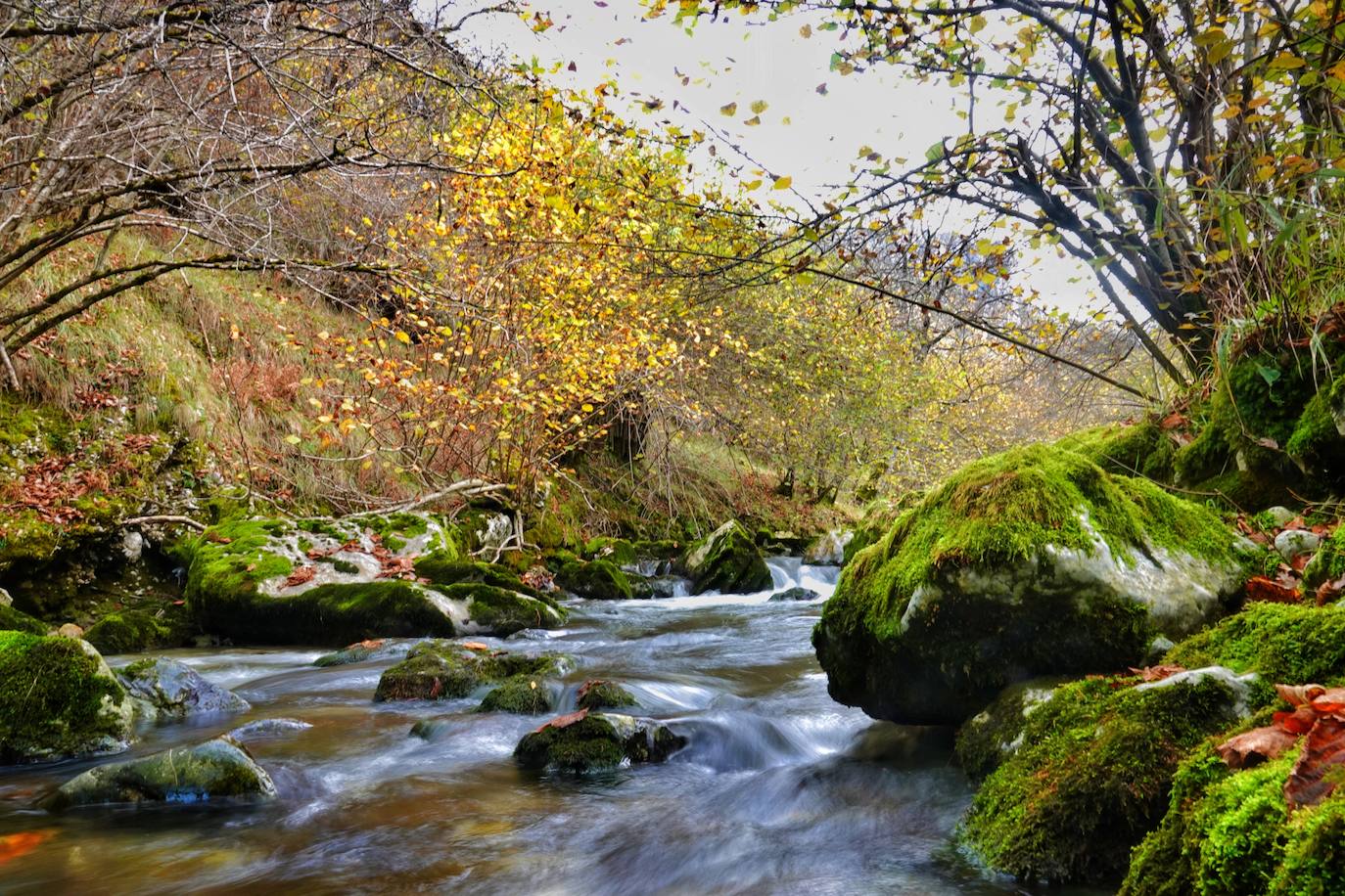 Los colores del otoño, e incluso el blanco de la nieve, ya han teñido los rincones de los Picos de Europa, uno de los lugares más imponentes de Asturias. En este espacio encontraremos las cumbres más altas de la Cordillera Cantábrica como la más emblemática: el Picu Urriellu o Naranjo de Bulnes con sus 2.519 metros de altitud. Un total de 67.127 hectáreas que conforman una de las mejores reservas mundiales de los ecosistemas ligados al bosque atlántico.