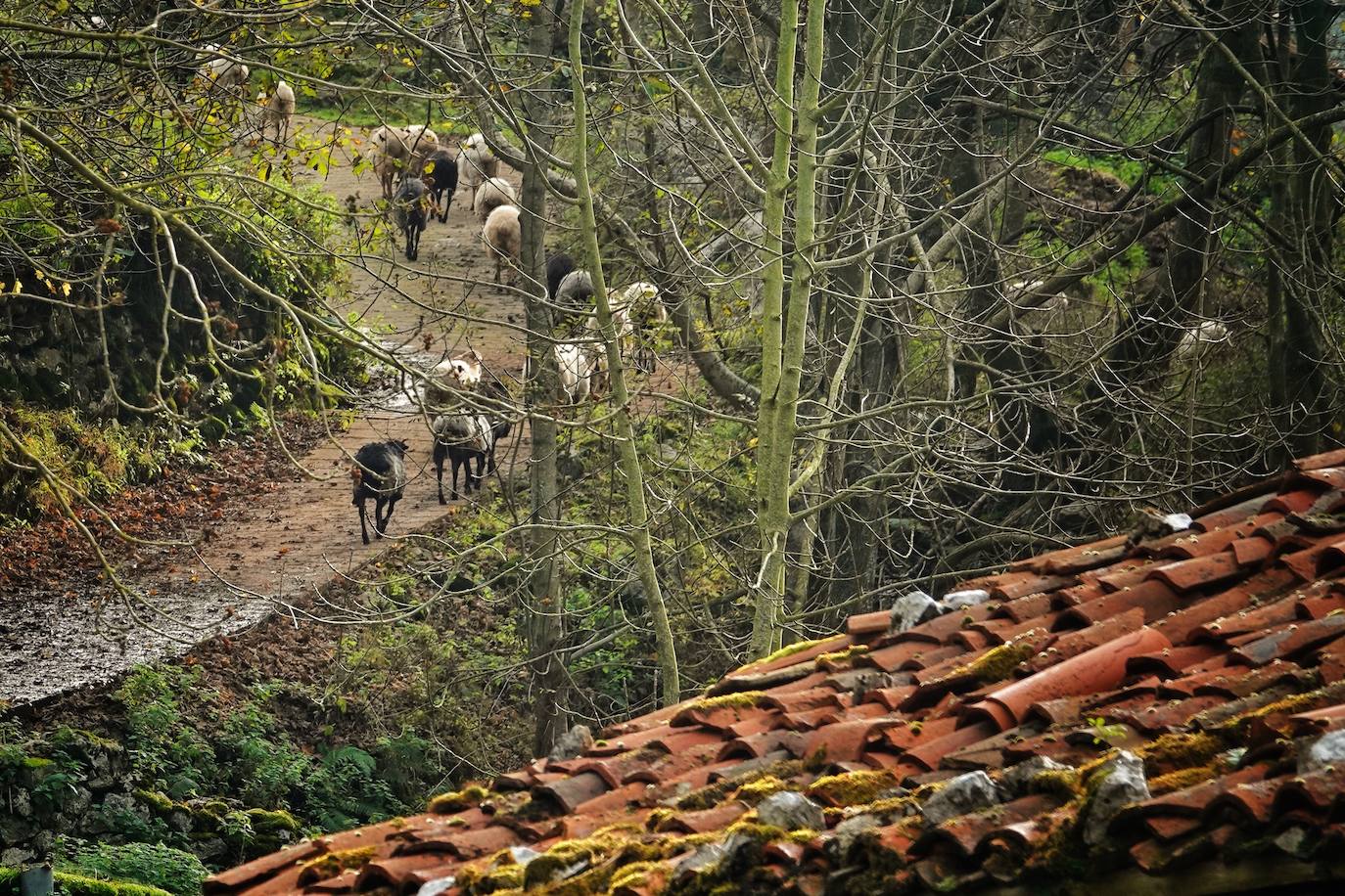 Los colores del otoño, e incluso el blanco de la nieve, ya han teñido los rincones de los Picos de Europa, uno de los lugares más imponentes de Asturias. En este espacio encontraremos las cumbres más altas de la Cordillera Cantábrica como la más emblemática: el Picu Urriellu o Naranjo de Bulnes con sus 2.519 metros de altitud. Un total de 67.127 hectáreas que conforman una de las mejores reservas mundiales de los ecosistemas ligados al bosque atlántico.