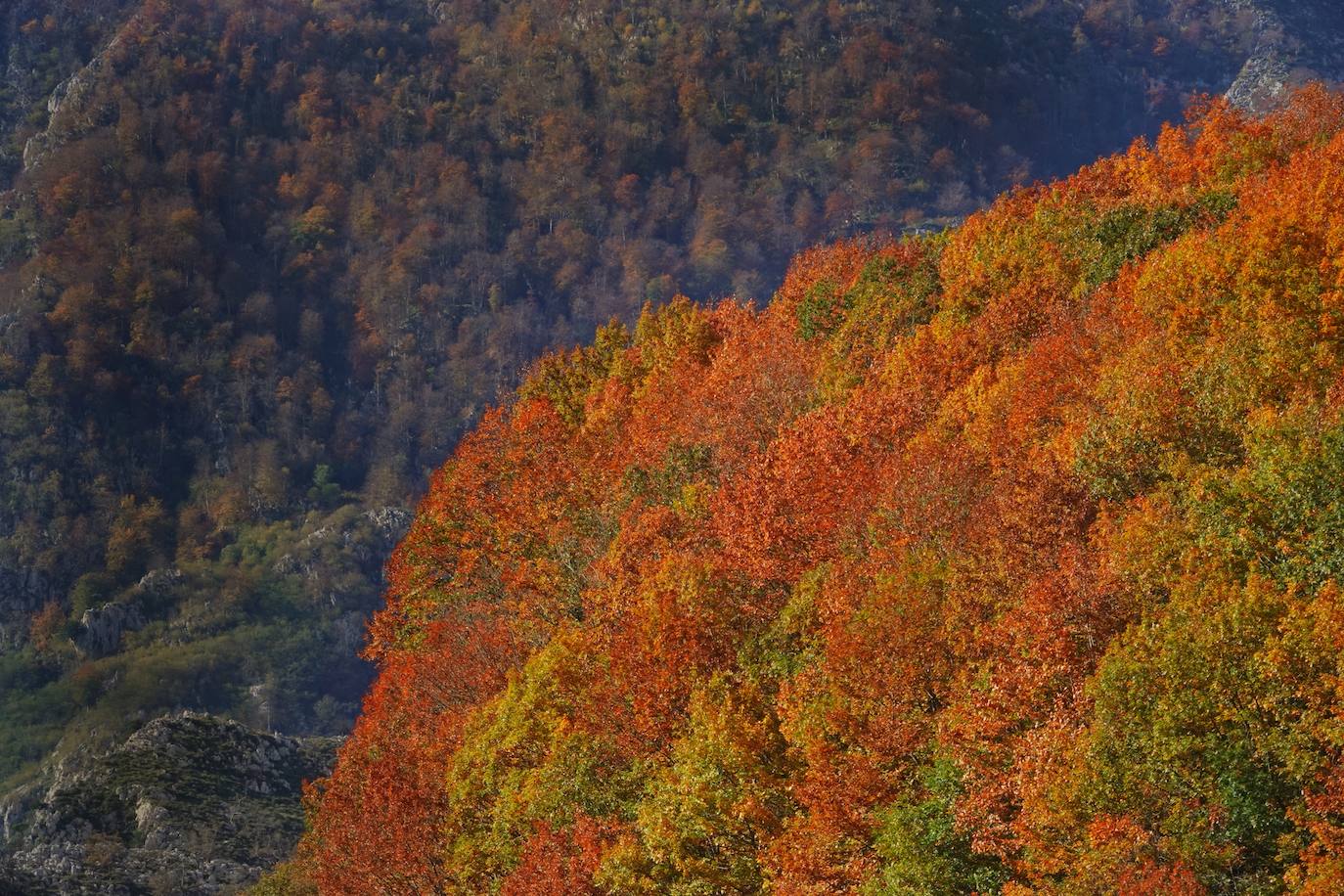 Los colores del otoño, e incluso el blanco de la nieve, ya han teñido los rincones de los Picos de Europa, uno de los lugares más imponentes de Asturias. En este espacio encontraremos las cumbres más altas de la Cordillera Cantábrica como la más emblemática: el Picu Urriellu o Naranjo de Bulnes con sus 2.519 metros de altitud. Un total de 67.127 hectáreas que conforman una de las mejores reservas mundiales de los ecosistemas ligados al bosque atlántico.