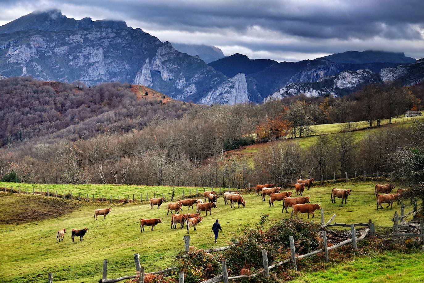 Los colores del otoño, e incluso el blanco de la nieve, ya han teñido los rincones de los Picos de Europa, uno de los lugares más imponentes de Asturias. En este espacio encontraremos las cumbres más altas de la Cordillera Cantábrica como la más emblemática: el Picu Urriellu o Naranjo de Bulnes con sus 2.519 metros de altitud. Un total de 67.127 hectáreas que conforman una de las mejores reservas mundiales de los ecosistemas ligados al bosque atlántico.