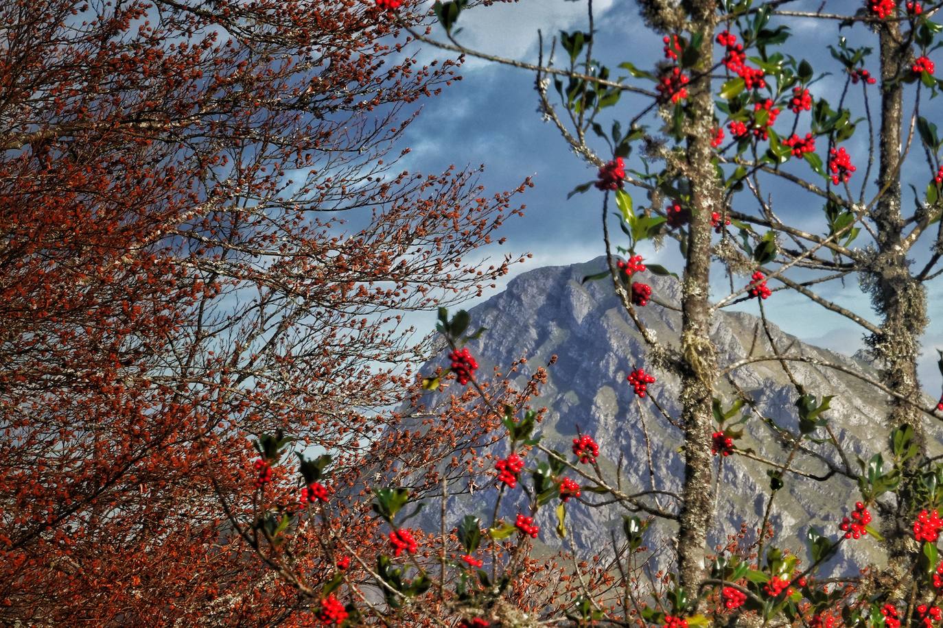 Los colores del otoño, e incluso el blanco de la nieve, ya han teñido los rincones de los Picos de Europa, uno de los lugares más imponentes de Asturias. En este espacio encontraremos las cumbres más altas de la Cordillera Cantábrica como la más emblemática: el Picu Urriellu o Naranjo de Bulnes con sus 2.519 metros de altitud. Un total de 67.127 hectáreas que conforman una de las mejores reservas mundiales de los ecosistemas ligados al bosque atlántico.