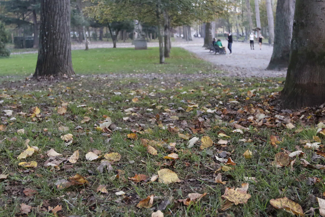 Las calles y los parques de Gijón ya están cubiertos de hojas y los árboles llevan semanas tiñéndose de ocre para dejar estampas otoñales tan bellas como estas.