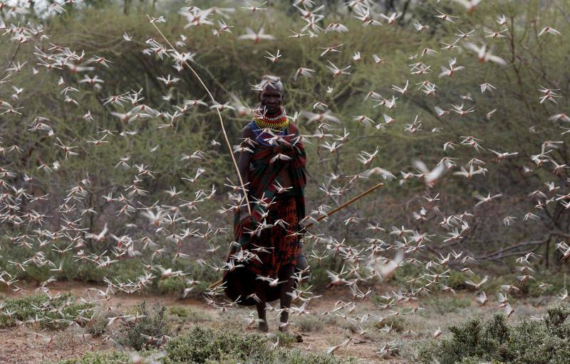 Una mujer de la tribu Turkana camina a través de un enjambre de langostas en desierto en el pueblo de Lorengippi, cerca de la ciudad de Lodwar, condado de Turkana, Kenia, 2 de julio de 2020. 