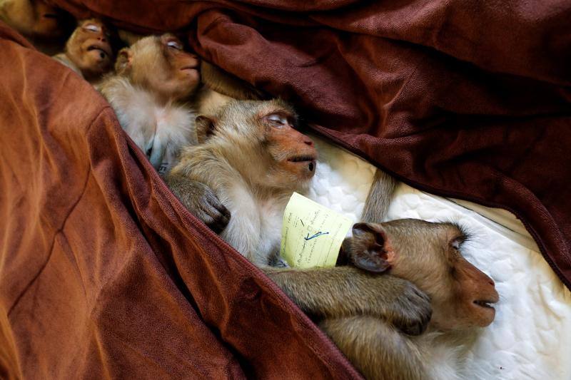 Cinco monos sedados mientras se recuperan tras ser esterilizados dentro de un plan para reducir la poblaciónde macacos en el área urbana y los puntos turísticos de la ciudad de Lopburi, Tailandia, 22 de junio de 2020. 