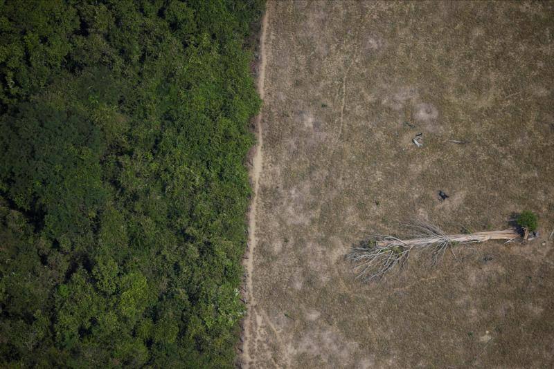 Un árbol caído yace en un área de la selva amazónica que fue talada por madereros y agricultores cerca de Porto Velho, estado de Rondonia, Brasil, el 14 de agosto de 2020. 