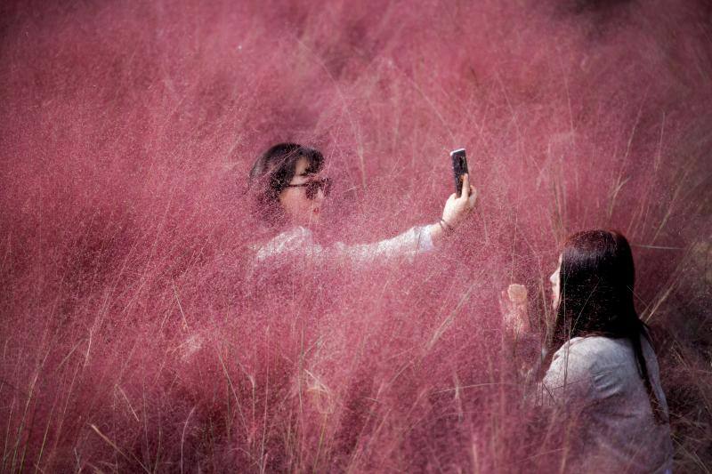 Una mujer se realiza una 'selfie' mientras su amiga se arregla el maquillaje en un campo rosa, en un parque de Hanam, Corea del Sur, el 13 de octubre de 2020. 