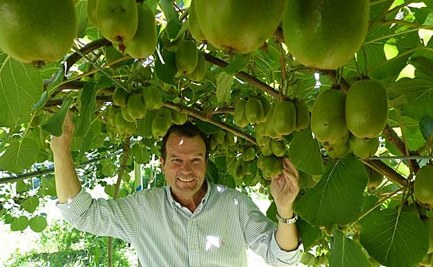 El presidente de la Asociación de Kiwicultores Asturianos, Rafael Olivo Cimas, al frente de Kiwis La Rodriga (Cornellana), donde posa. 
