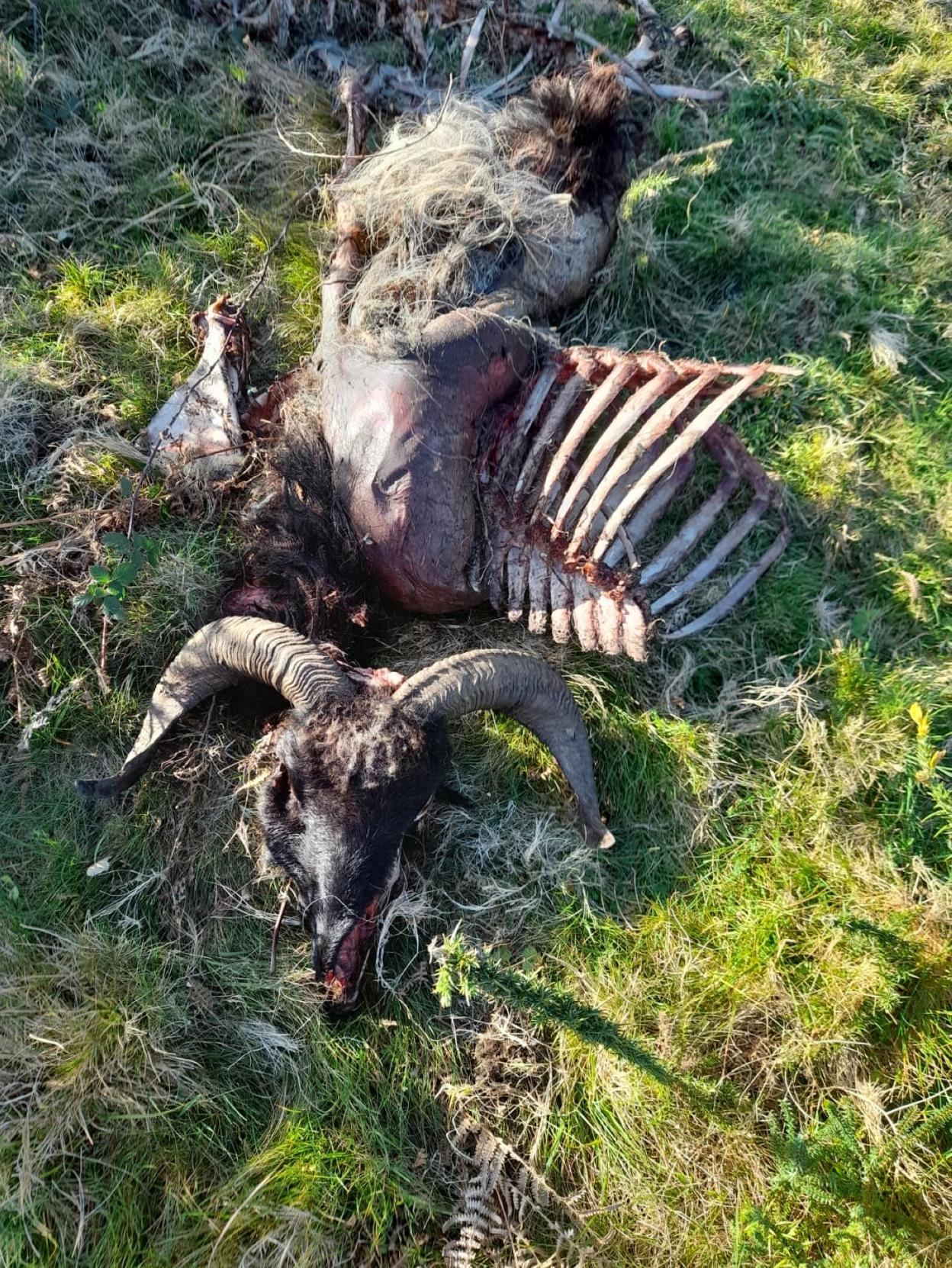 Restos de una de las ovejas latxas de Andrés Robles tras el ataque. 