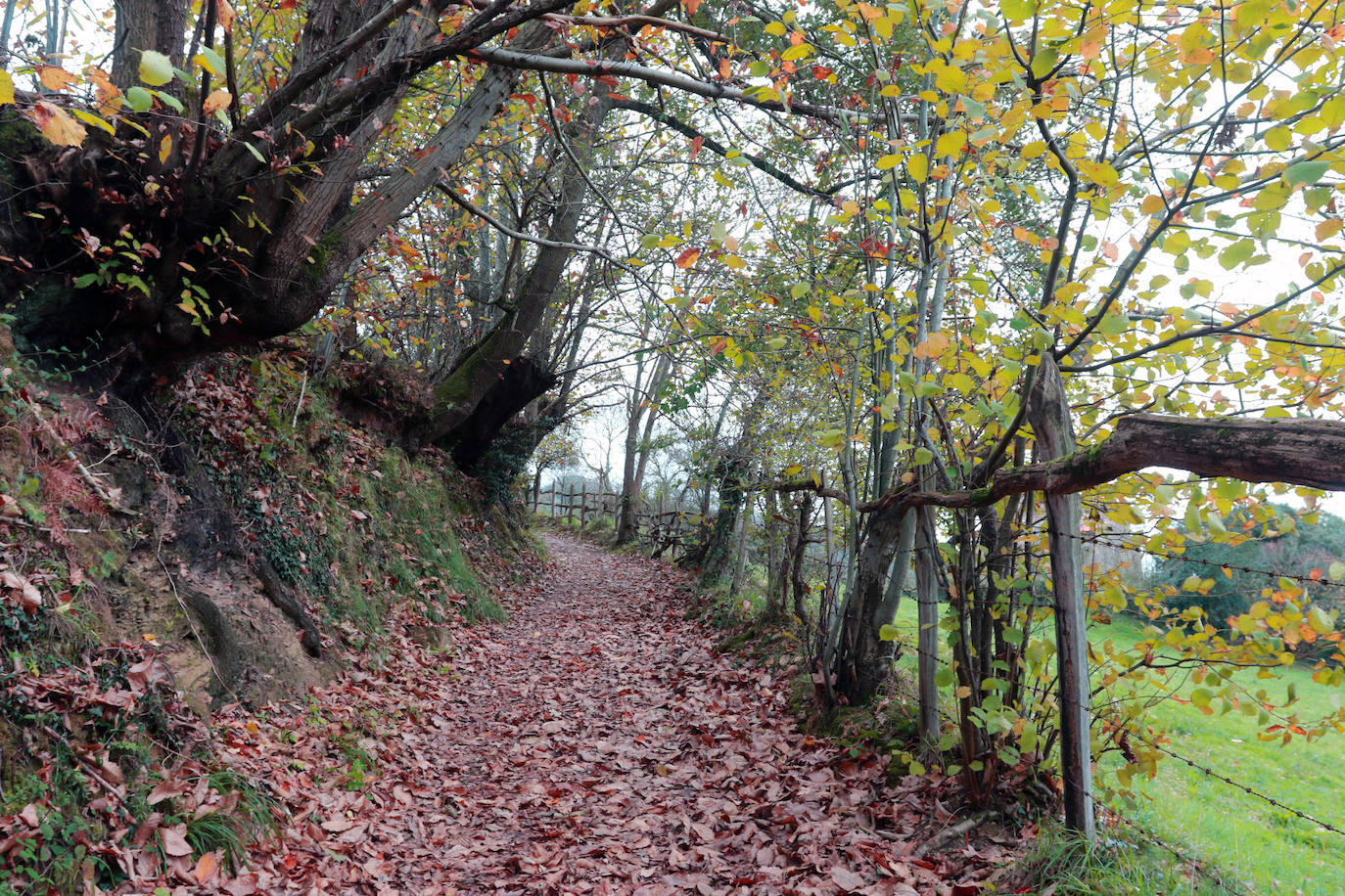 El ocre y el dorado del otoño tiñen los rincones del Principado que luce sus mejores galas también en esta estación.