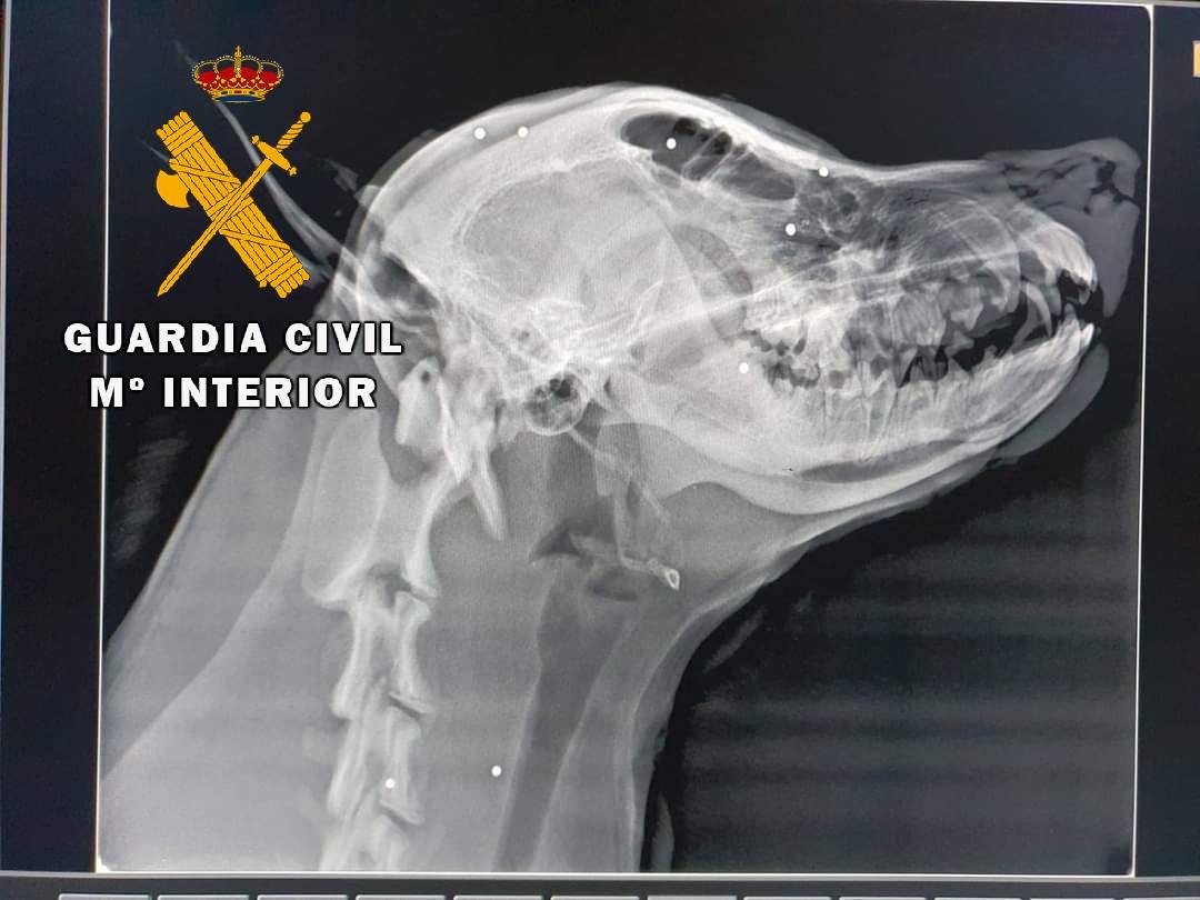 Radiografía distribuida por la Guardia Civil que muestra el impacto de los balines y perdigones en la cabeza del cachorro 