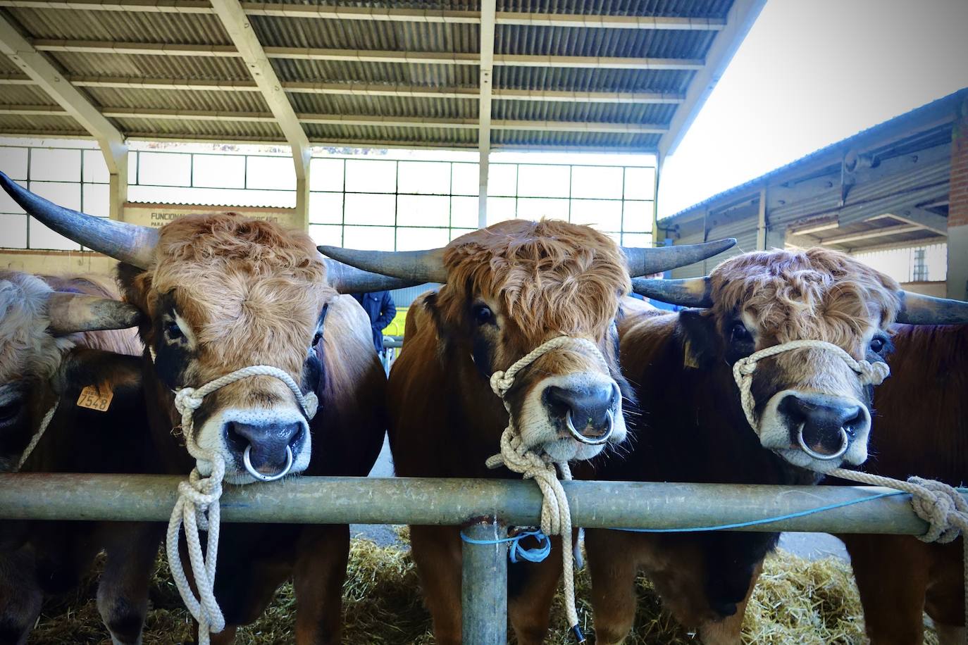 'Babiano', llegado desde León, fue el ejemplar más cotizado y finalmente se lo llevó a Llueves el ganadero cangués Máximo Sánchez por 1.950 euros