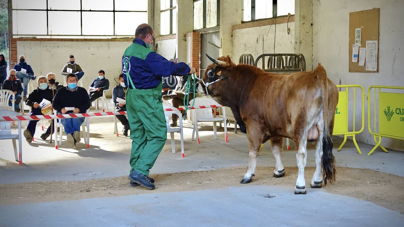 'Babiano', llegado desde León, fue el ejemplar más cotizado y finalmente se lo llevó a Llueves el ganadero cangués Máximo Sánchez por 1.950 euros