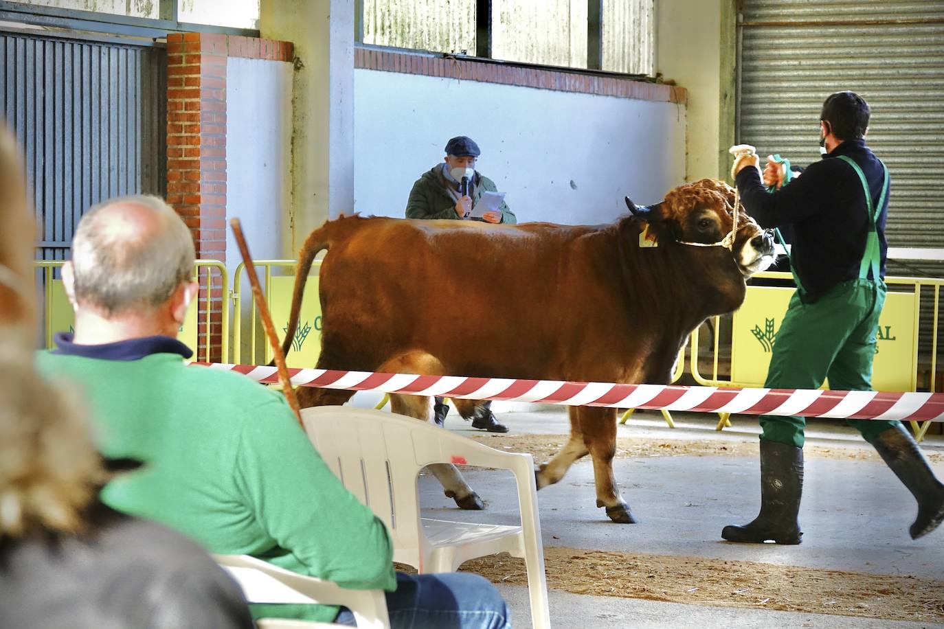 'Babiano', llegado desde León, fue el ejemplar más cotizado y finalmente se lo llevó a Llueves el ganadero cangués Máximo Sánchez por 1.950 euros