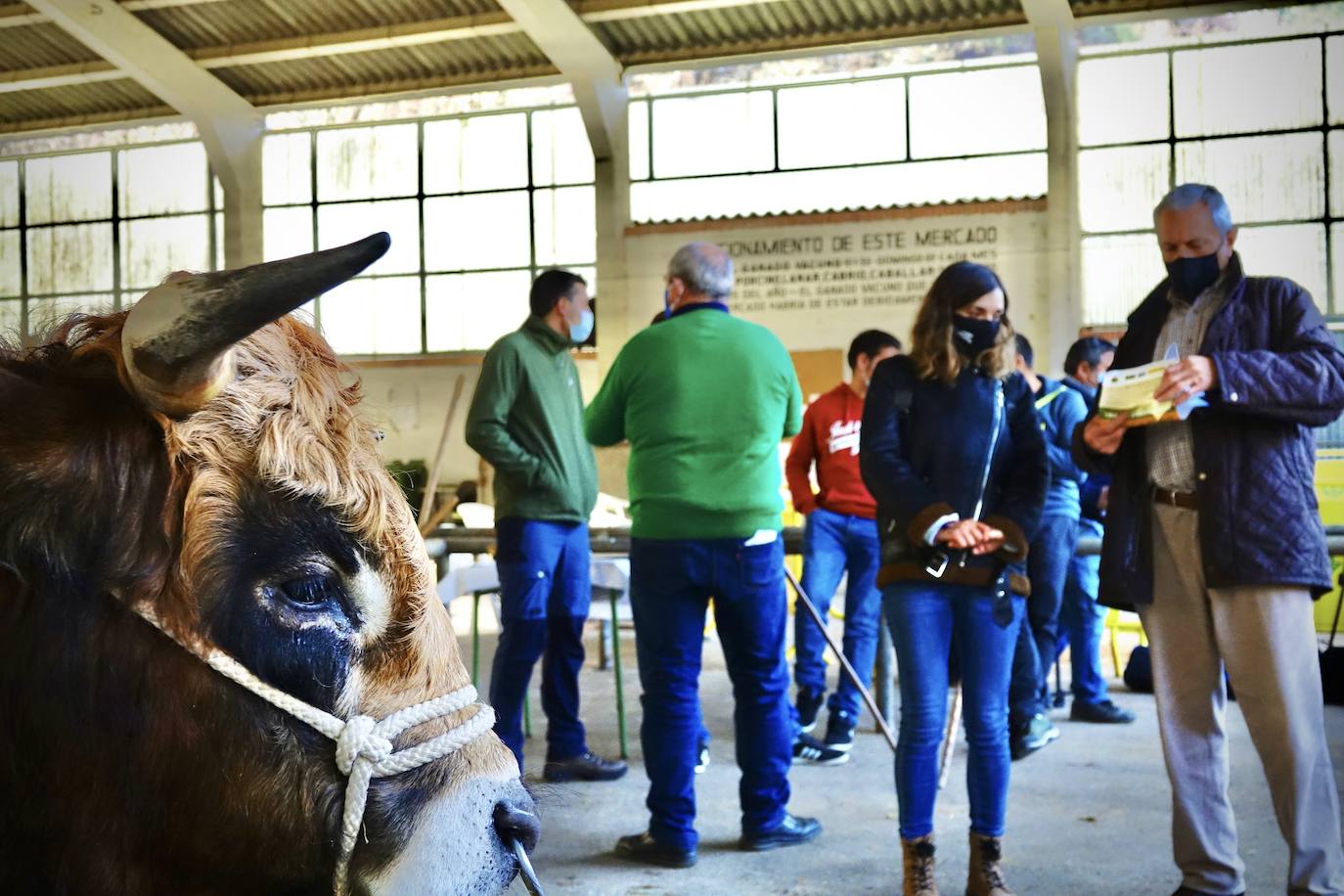 'Babiano', llegado desde León, fue el ejemplar más cotizado y finalmente se lo llevó a Llueves el ganadero cangués Máximo Sánchez por 1.950 euros