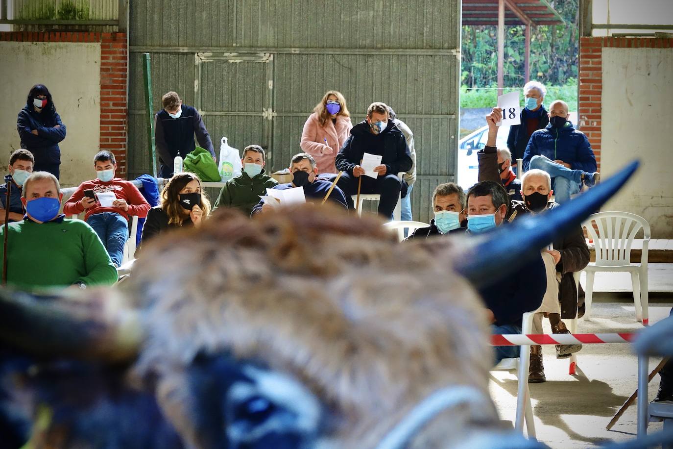 'Babiano', llegado desde León, fue el ejemplar más cotizado y finalmente se lo llevó a Llueves el ganadero cangués Máximo Sánchez por 1.950 euros