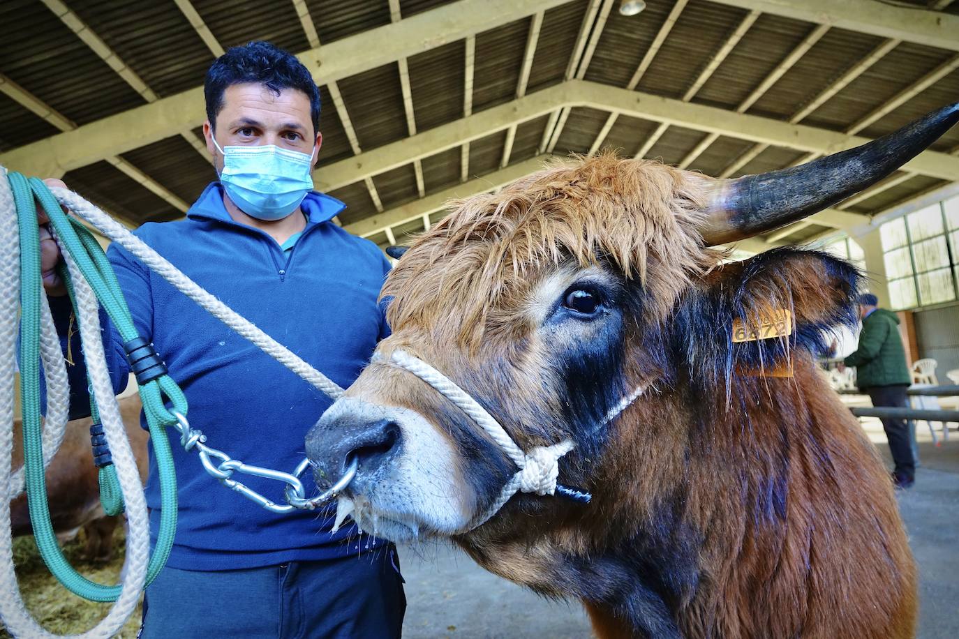 'Babiano', llegado desde León, fue el ejemplar más cotizado y finalmente se lo llevó a Llueves el ganadero cangués Máximo Sánchez por 1.950 euros