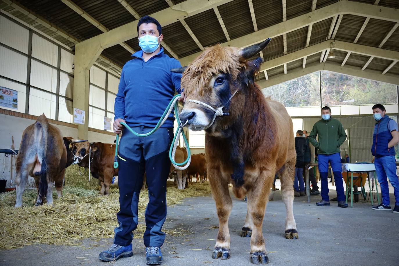 'Babiano', llegado desde León, fue el ejemplar más cotizado y finalmente se lo llevó a Llueves el ganadero cangués Máximo Sánchez por 1.950 euros