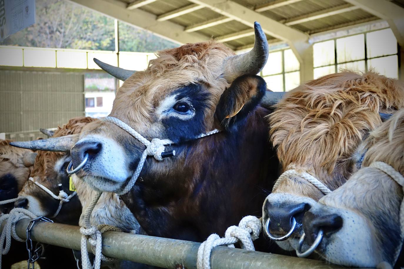 'Babiano', llegado desde León, fue el ejemplar más cotizado y finalmente se lo llevó a Llueves el ganadero cangués Máximo Sánchez por 1.950 euros