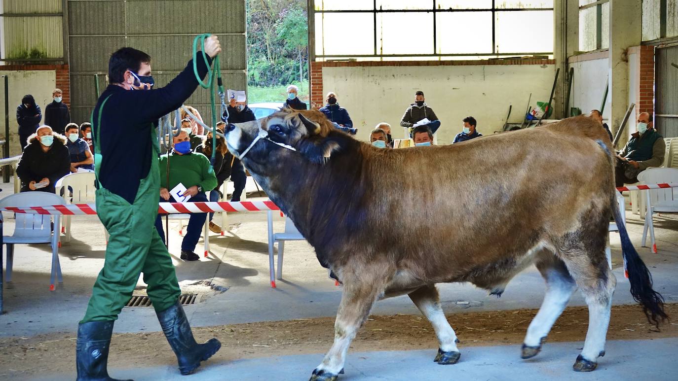 'Babiano', llegado desde León, fue el ejemplar más cotizado y finalmente se lo llevó a Llueves el ganadero cangués Máximo Sánchez por 1.950 euros