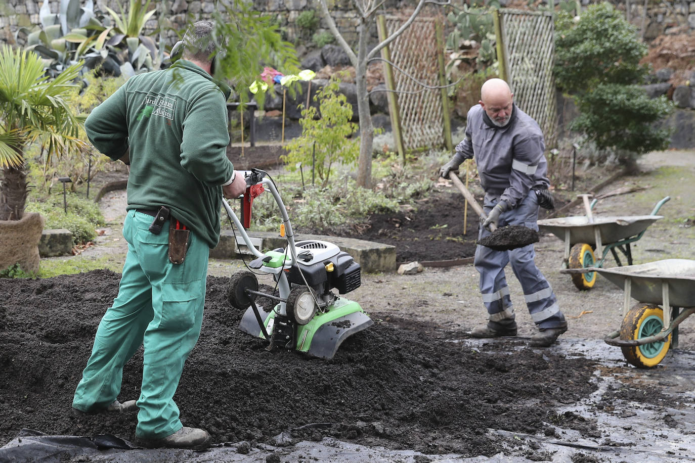 El Jardín Botánico Atlántico de Gijón reabre sus puertas a partir de este viernes, después de varias semanas de cierre obligatorio a causa de la pandemia, y los trabajadores de las instalaciones han dado los últimos retoques para recibir a los primeros visitantes. El horario de apertura será el habitual, de 10 a 18 horas, aunque los lunes permanecerá cerrado. No obstante, y con motivo de la llegada de la Navidad, del 18 de este mes al 10 de enero habrá jornadas de puertas abiertas con programación y el Belén Monumental. El Botánico estará por ello abierto todos esos días. 