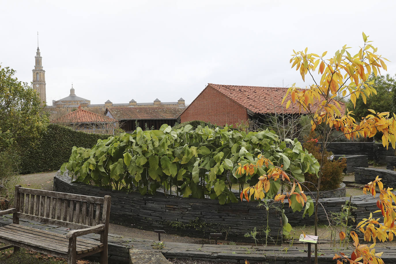 El Jardín Botánico Atlántico de Gijón reabre sus puertas a partir de este viernes, después de varias semanas de cierre obligatorio a causa de la pandemia, y los trabajadores de las instalaciones han dado los últimos retoques para recibir a los primeros visitantes. El horario de apertura será el habitual, de 10 a 18 horas, aunque los lunes permanecerá cerrado. No obstante, y con motivo de la llegada de la Navidad, del 18 de este mes al 10 de enero habrá jornadas de puertas abiertas con programación y el Belén Monumental. El Botánico estará por ello abierto todos esos días. 