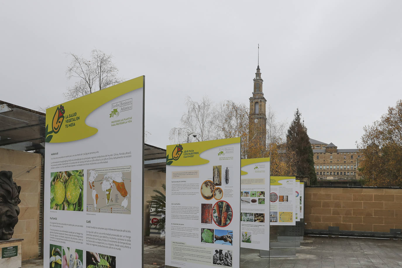 El Jardín Botánico Atlántico de Gijón reabre sus puertas a partir de este viernes, después de varias semanas de cierre obligatorio a causa de la pandemia, y los trabajadores de las instalaciones han dado los últimos retoques para recibir a los primeros visitantes. El horario de apertura será el habitual, de 10 a 18 horas, aunque los lunes permanecerá cerrado. No obstante, y con motivo de la llegada de la Navidad, del 18 de este mes al 10 de enero habrá jornadas de puertas abiertas con programación y el Belén Monumental. El Botánico estará por ello abierto todos esos días. 