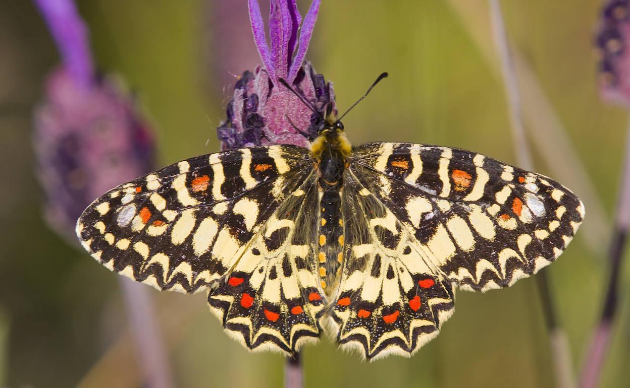 Un ejemplar de la mariposa arlequín ('Zerynthia rumina')