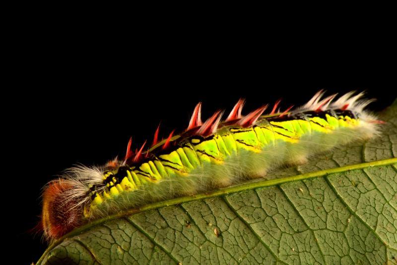 Una expedición de científicos ha descubierto nuevas especies de animales en los altos Andes bolivianos. Se tratan de la víbora yope de montaña, la serpiente bandera boliviana, la rana liliputiense y cuatro de mariposas, entre otros. Además, los investigadores han redescubierto otras cuatro especies que se creían extintas. En este grupo se encuentran la rana ojos de diablo y una mariposa satirido. Durante la expedición, los científicos también han hallado nuevas especies de plantas, como cuatro tipos de orquídeas.