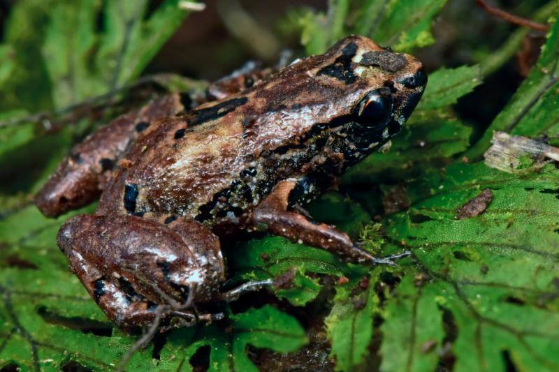 Una expedición de científicos ha descubierto nuevas especies de animales en los altos Andes bolivianos. Se tratan de la víbora yope de montaña, la serpiente bandera boliviana, la rana liliputiense y cuatro de mariposas, entre otros. Además, los investigadores han redescubierto otras cuatro especies que se creían extintas. En este grupo se encuentran la rana ojos de diablo y una mariposa satirido. Durante la expedición, los científicos también han hallado nuevas especies de plantas, como cuatro tipos de orquídeas.