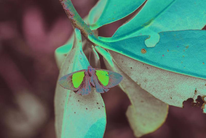 Una expedición de científicos ha descubierto nuevas especies de animales en los altos Andes bolivianos. Se tratan de la víbora yope de montaña, la serpiente bandera boliviana, la rana liliputiense y cuatro de mariposas, entre otros. Además, los investigadores han redescubierto otras cuatro especies que se creían extintas. En este grupo se encuentran la rana ojos de diablo y una mariposa satirido. Durante la expedición, los científicos también han hallado nuevas especies de plantas, como cuatro tipos de orquídeas.