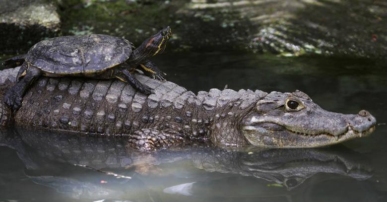 Una tortuga yace sobre el lomo de un caimán en el zoológico Summit en la ciudad de Panamá.