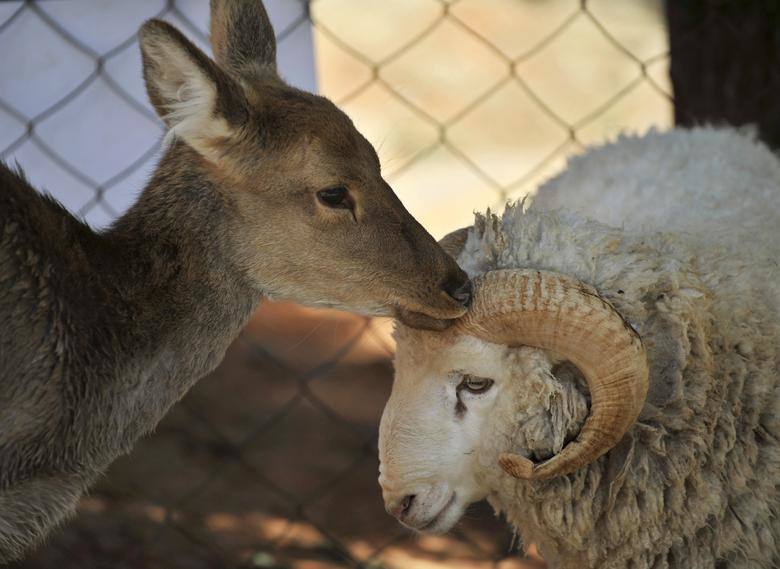 Changmao el carnero y Chunzi la cierva se unen durante una ceremonia de boda entre especies en el Parque de Animales Salvajes de Yunnan el Día de San Valentín en Kunming, provincia de Yunnan.