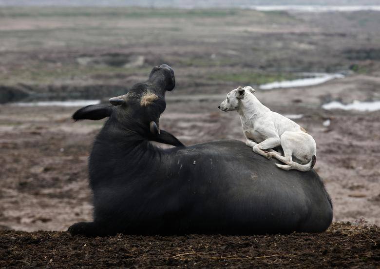 Un perro descansa sobre un búfalo cerca del río Ravi en Lahore